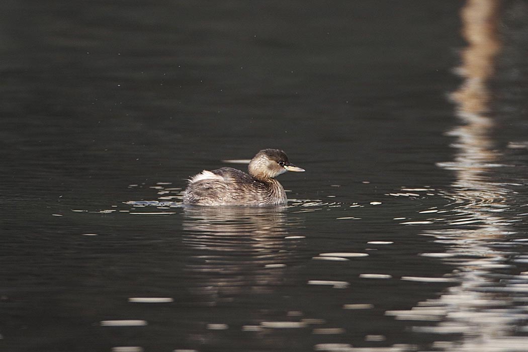 Little Grebe