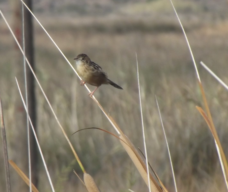 Zitting Cisticola