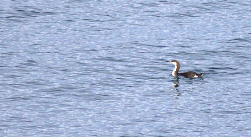 Black-throated Loon