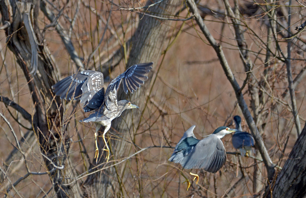 Black-crowned Night Heron