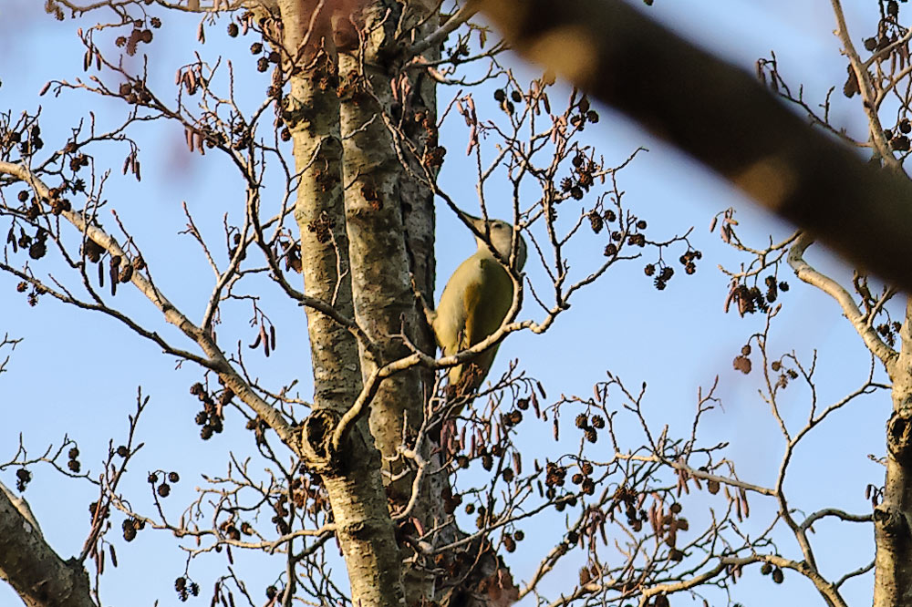 Grey-headed Woodpecker