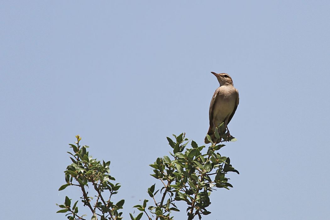 Rufous-tailed Scrub Robin