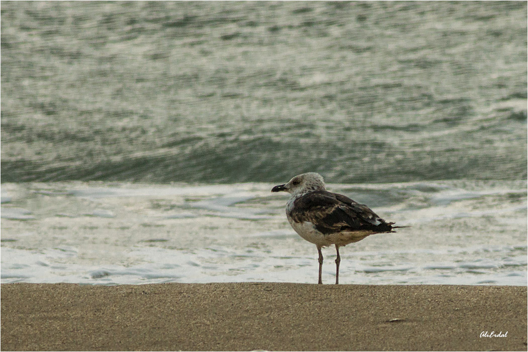 Lesser Black-backed Gull