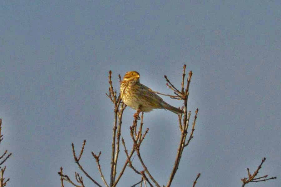 Corn Bunting