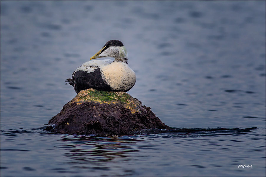 Common Eider