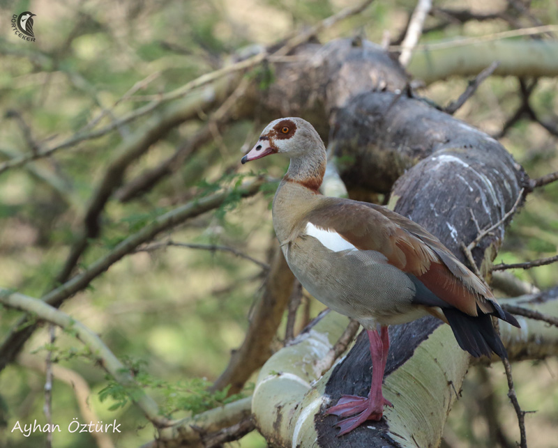 Egyptian Goose