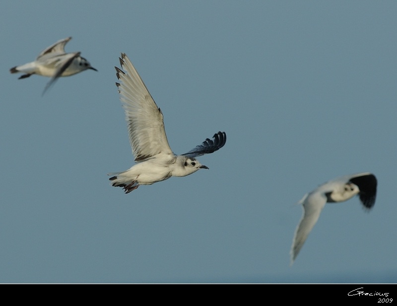 Little Gull