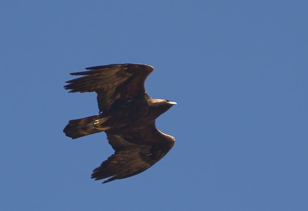 Şah Kartal