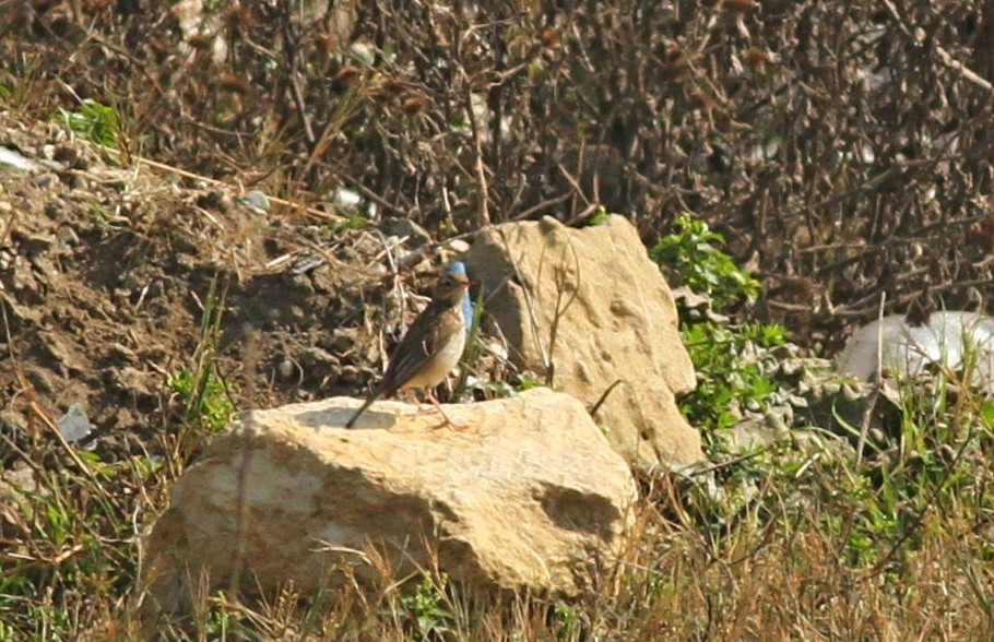 Moğol İncirkuşu