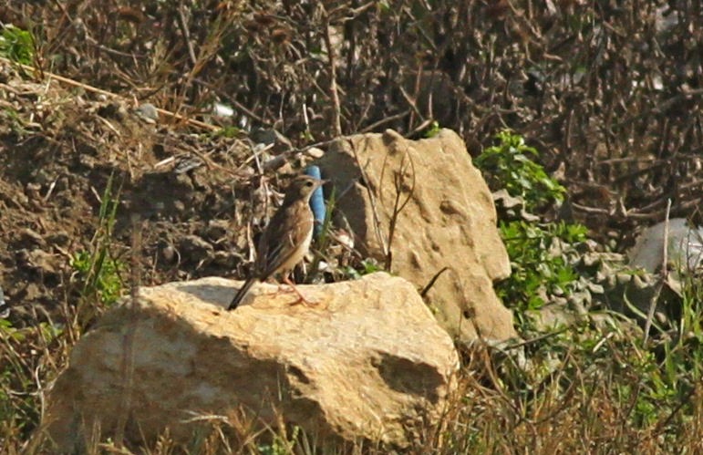 Moğol İncirkuşu