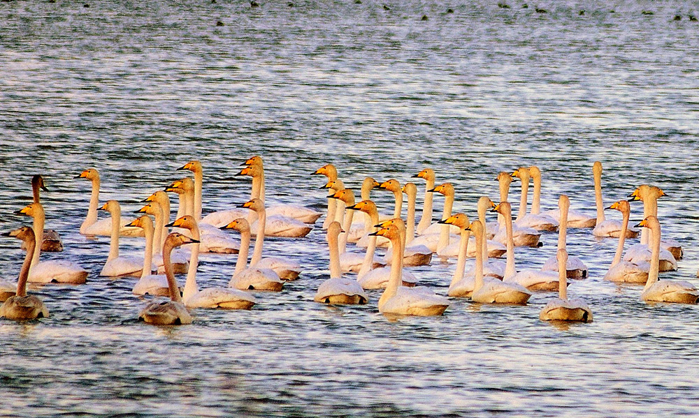 Whooper Swan