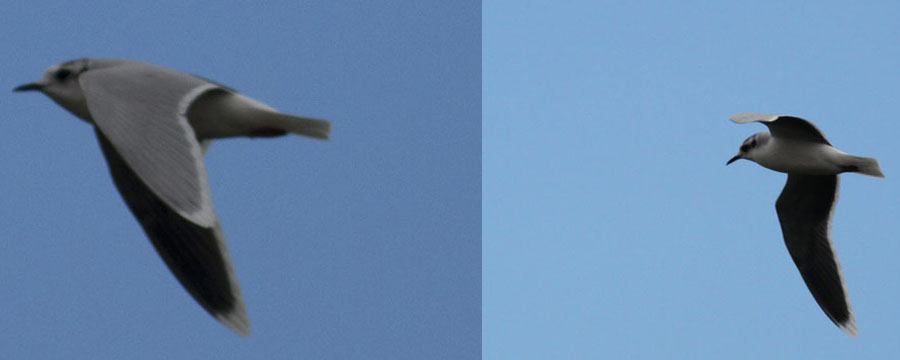 Little Gull