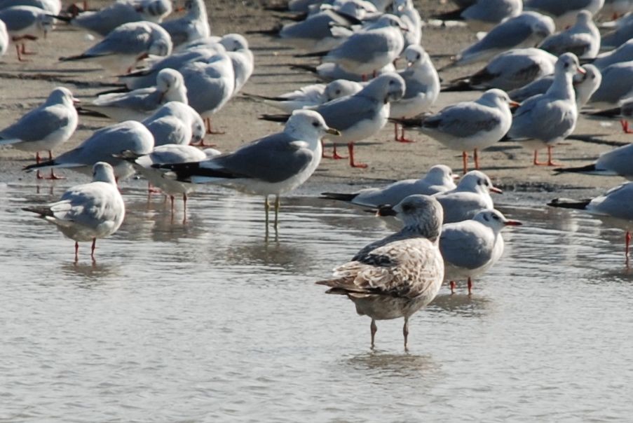 Common Gull