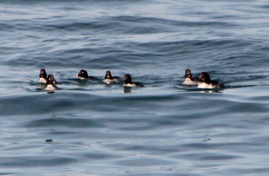 Common Goldeneye