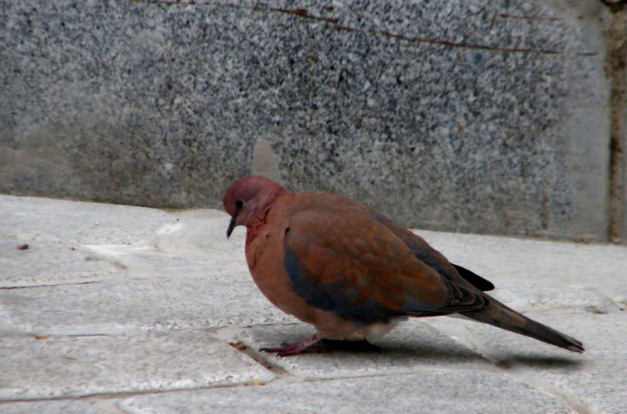 Küçük Kumru