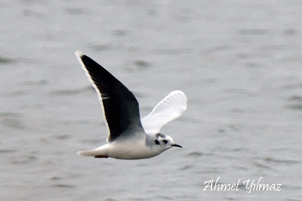 Little Gull