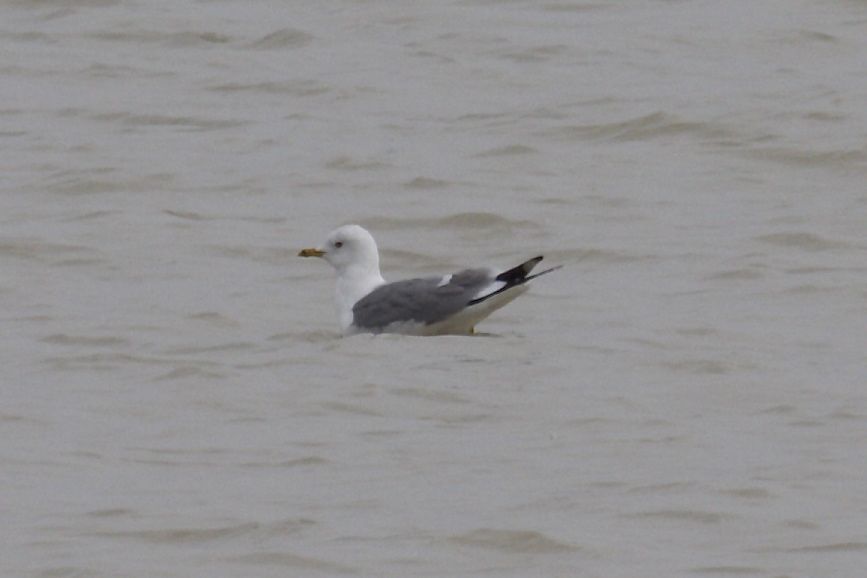 Common Gull