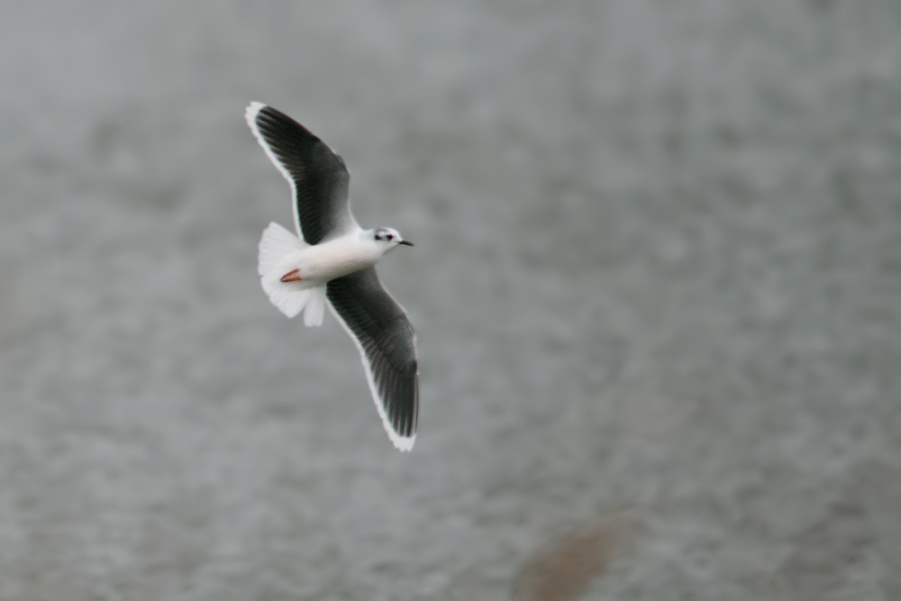 Little Gull