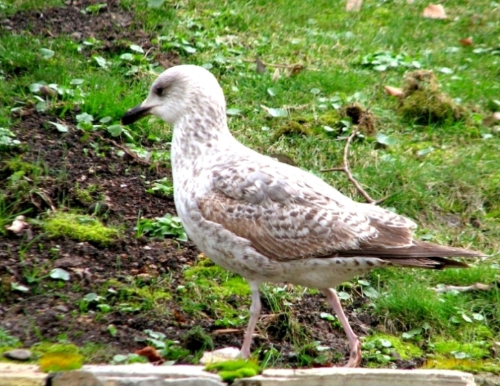 Gümüş Martı