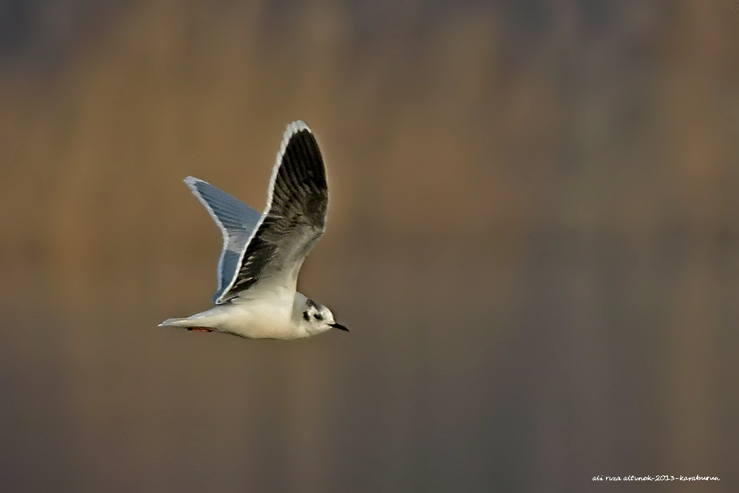 Little Gull