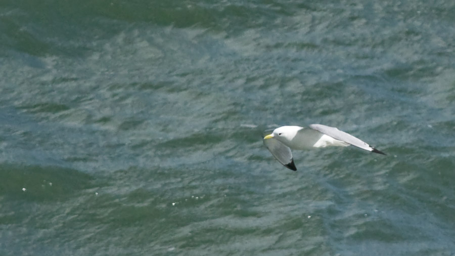 Black-legged Kittiwake