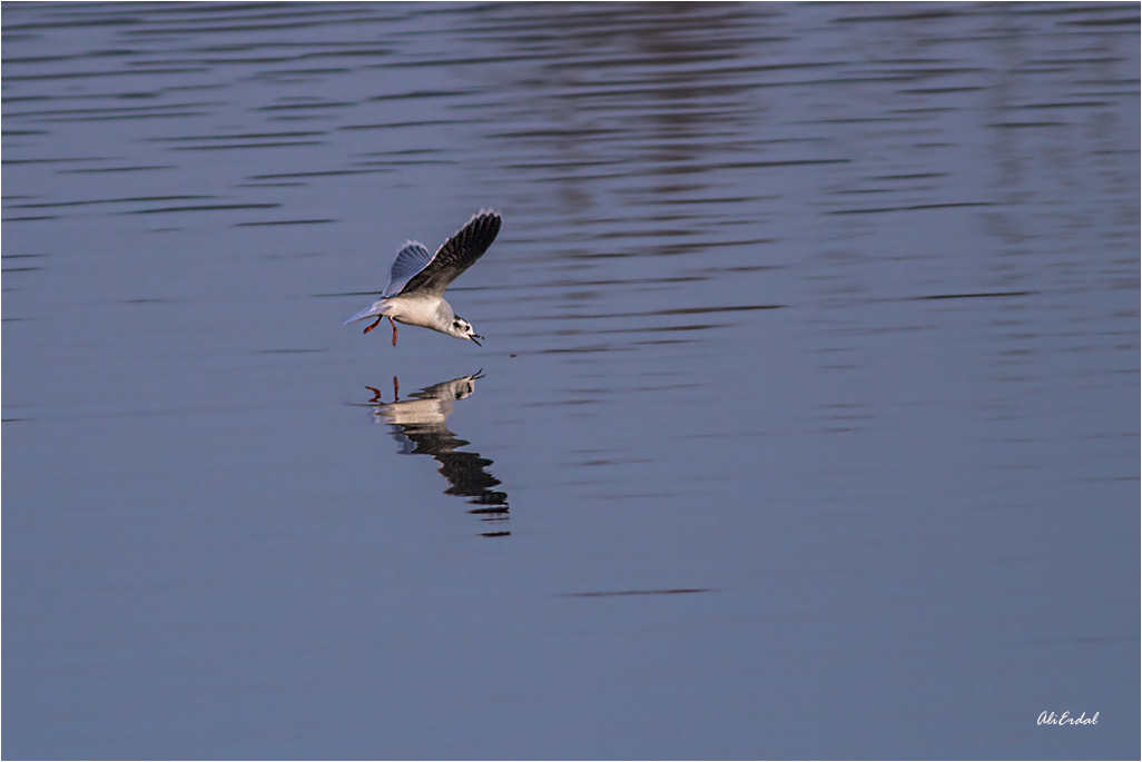 Little Gull
