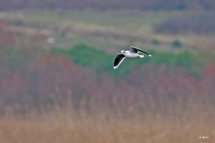 Little Gull