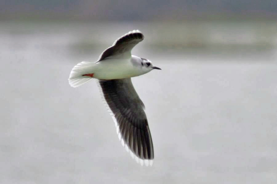 Little Gull