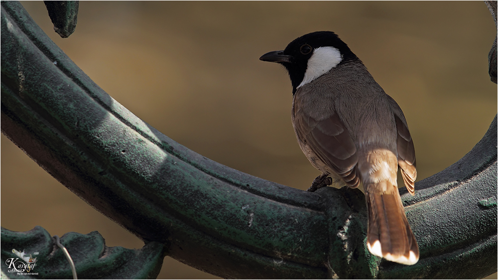 White-eared Bulbul