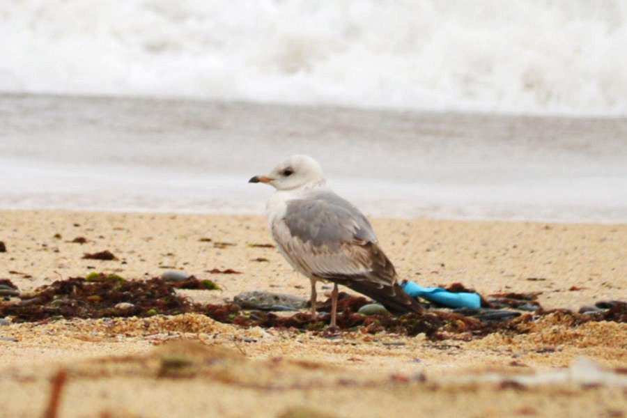 Common Gull