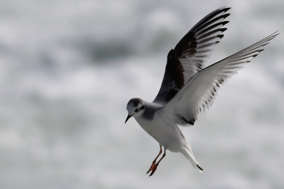 Little Gull