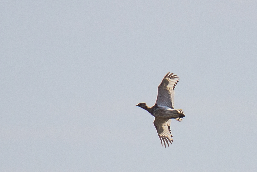 Little Bustard