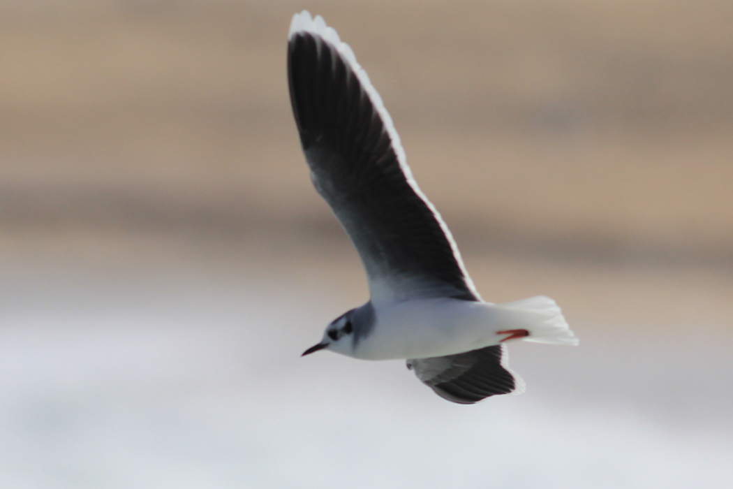 Little Gull