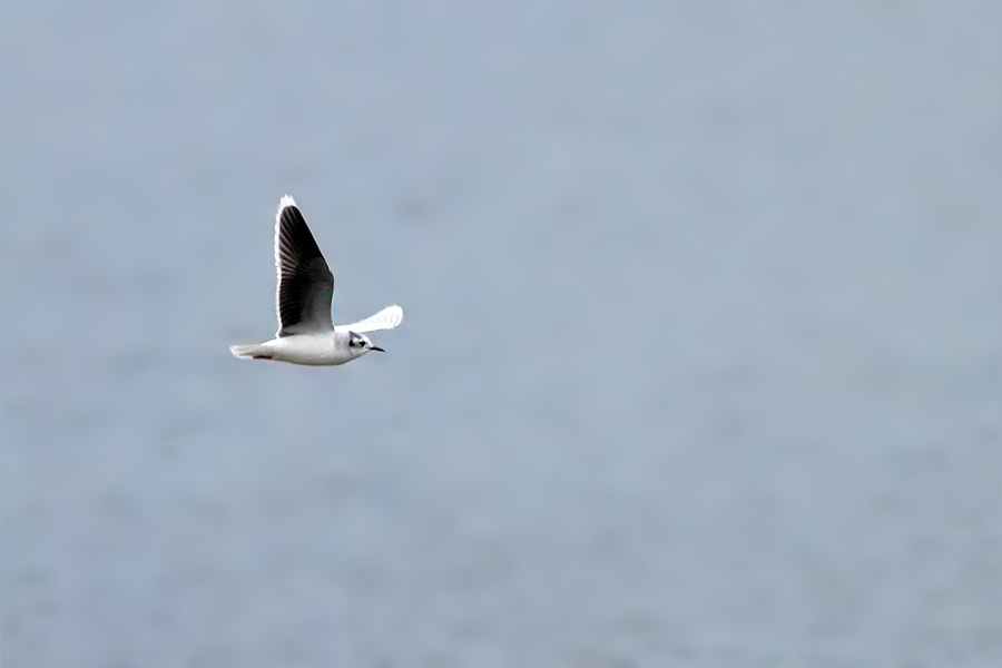Little Gull