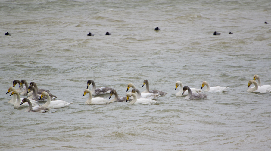 Whooper Swan