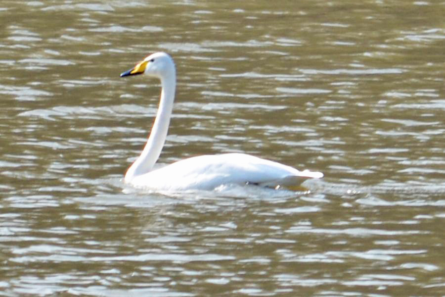 Whooper Swan