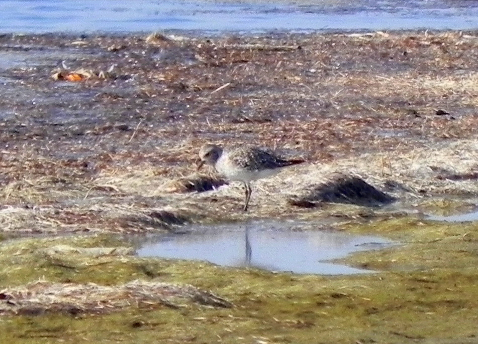 Grey Plover