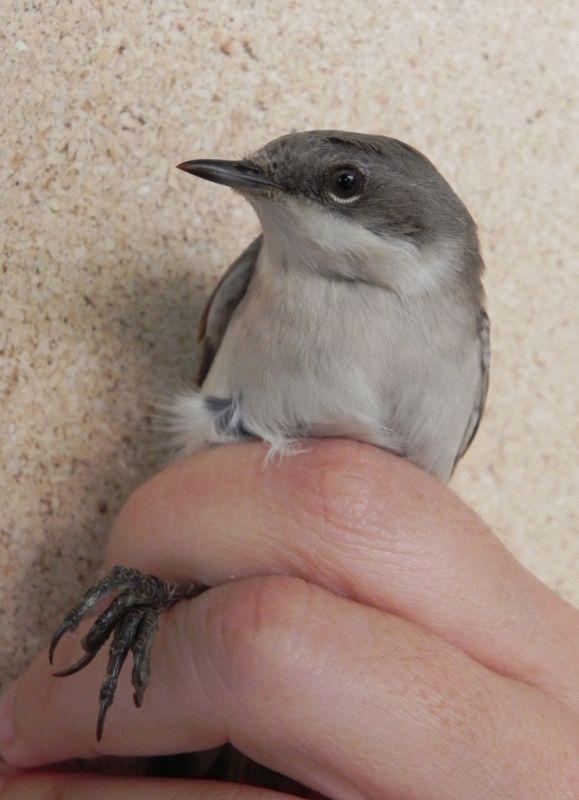 Lesser Whitethroat
