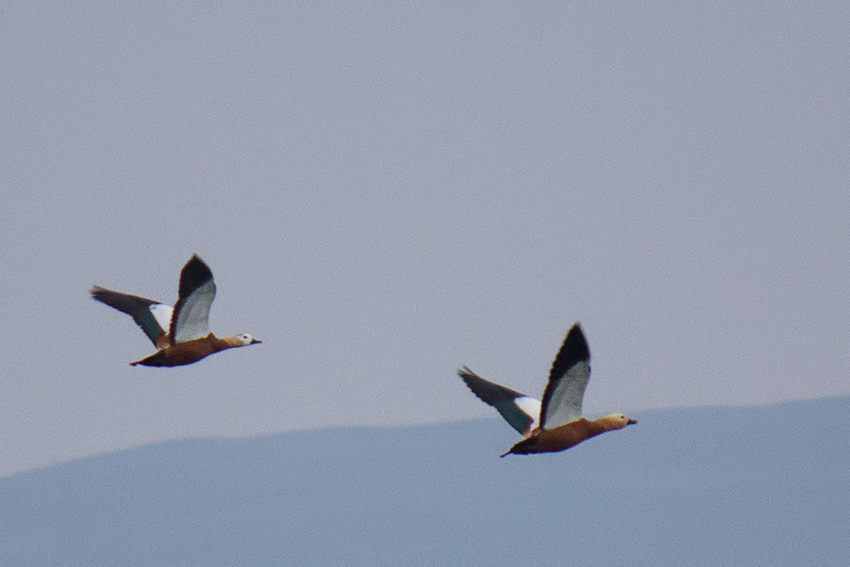 Ruddy Shelduck