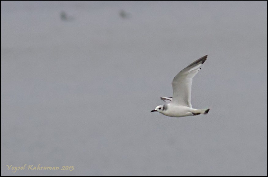 Black-legged Kittiwake