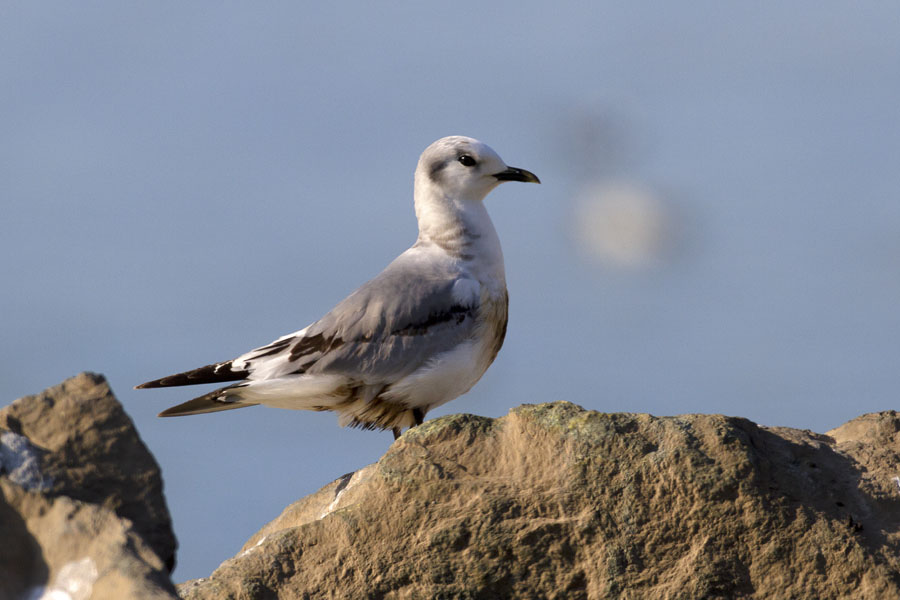 Black-legged Kittiwake