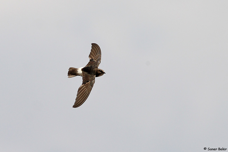 Little Swift