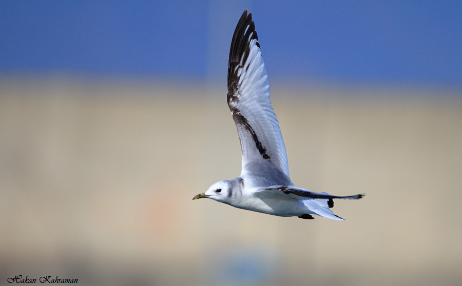 Black-legged Kittiwake