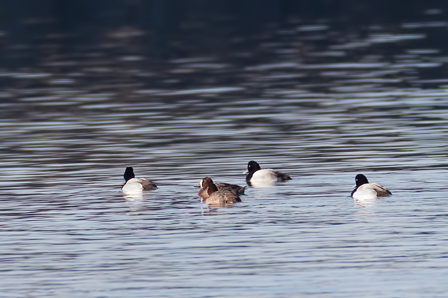 Greater Scaup