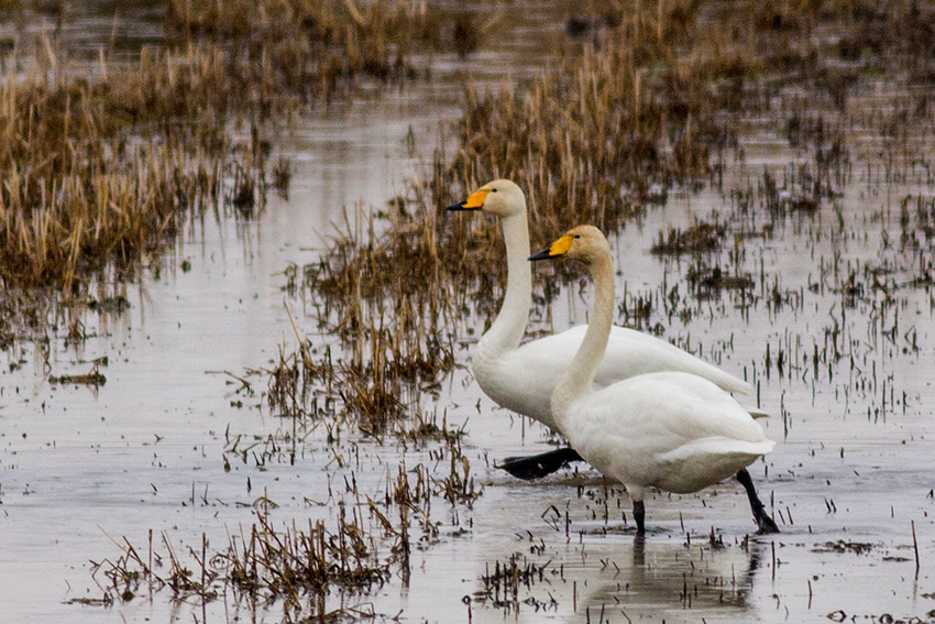 Whooper Swan