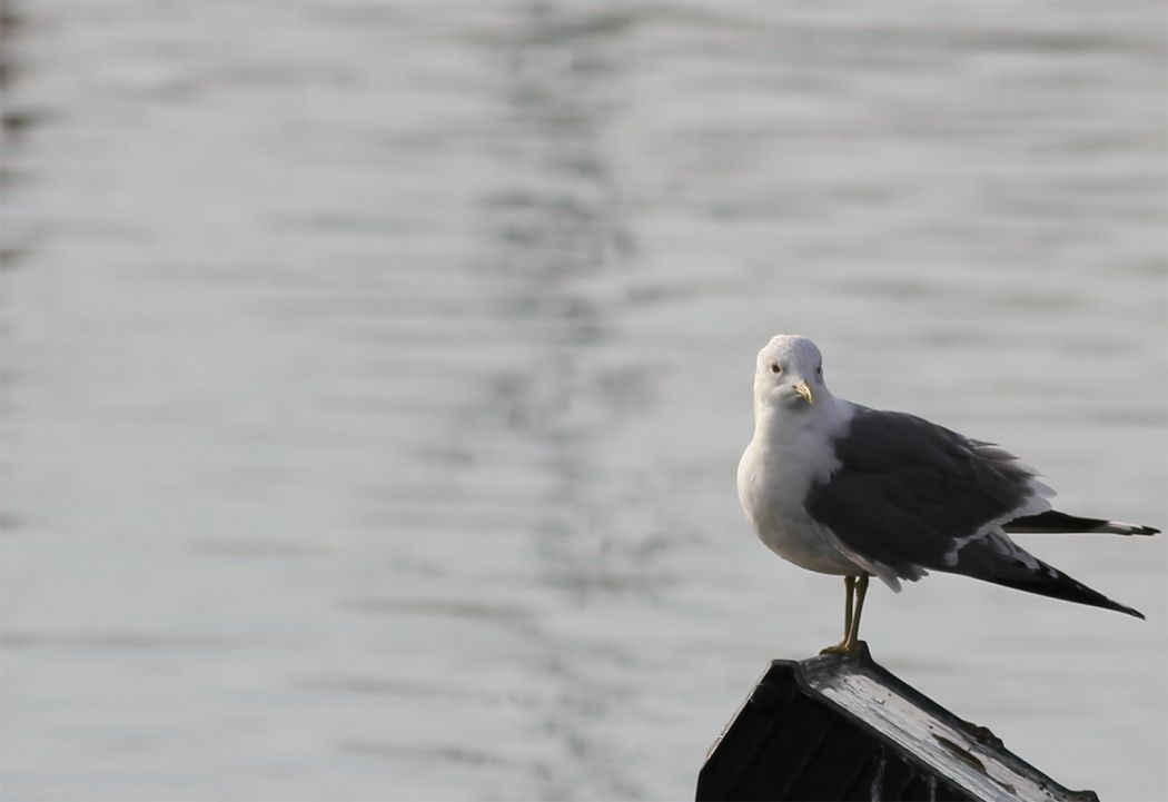 Common Gull