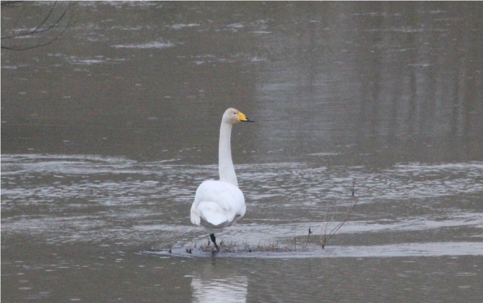 Whooper Swan