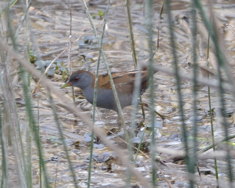 Little Crake