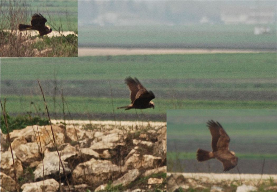 Western Marsh Harrier