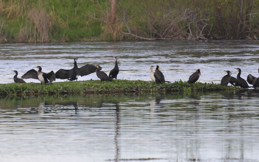 Great Cormorant